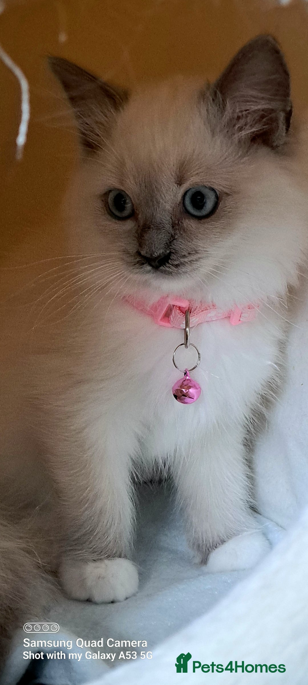 Ragdoll cats for sale: GCCF REG 6 fluffy kittens - Image 16
