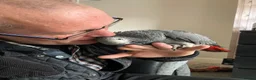 Parrots birds for sale: AFRICAN GREY in Todmorden - Advert 4