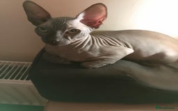 Sphynx cats for sale: 4 female canadian sphynx looking for home - Advert 17
