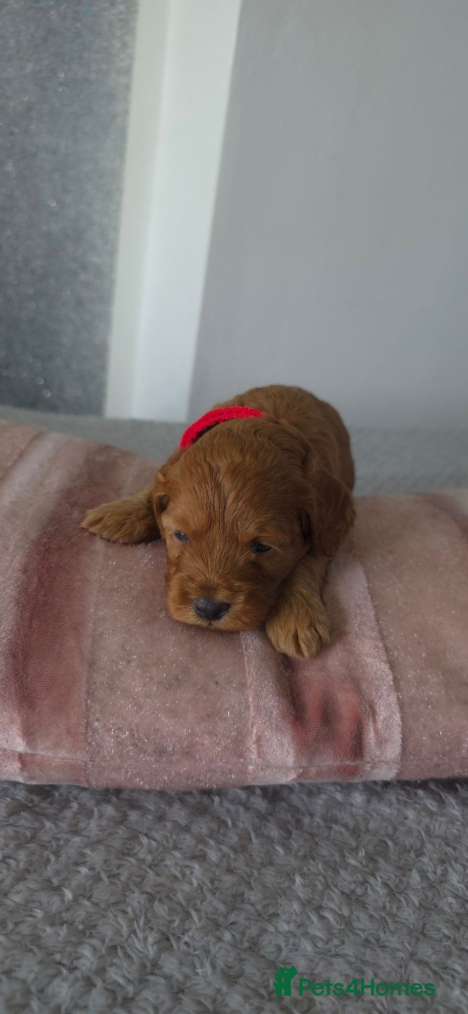 Cavapoo dogs 🌟HEALTH TESTED CAVAPOO F1B - Advert 2