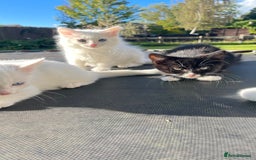 Mixed Breed cats for sale: Stunning 8 weeks old kittens  - Image 1