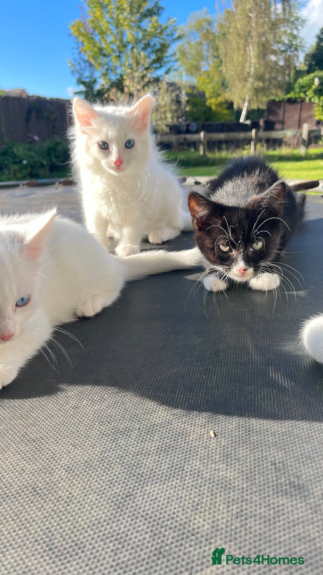 Mixed Breed cats for sale: Stunning 8 weeks old kittens  - Image 1