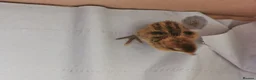 Quail poultry for sale: Mixed Coturnix Quail chicks - Advert 18