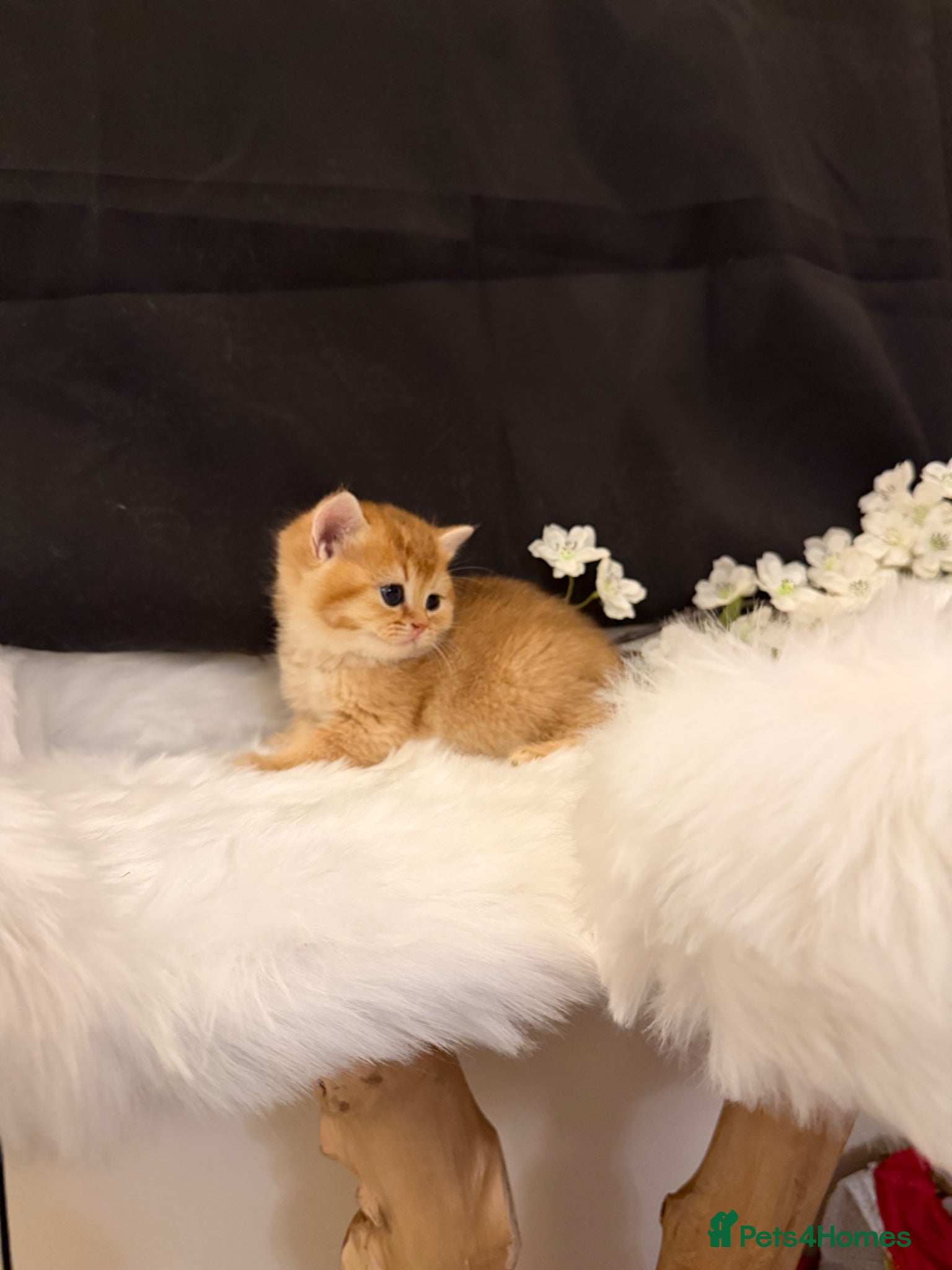 British Shorthair cats Full Pedigree, Registered BSH from fantastic lines - Advert 1
