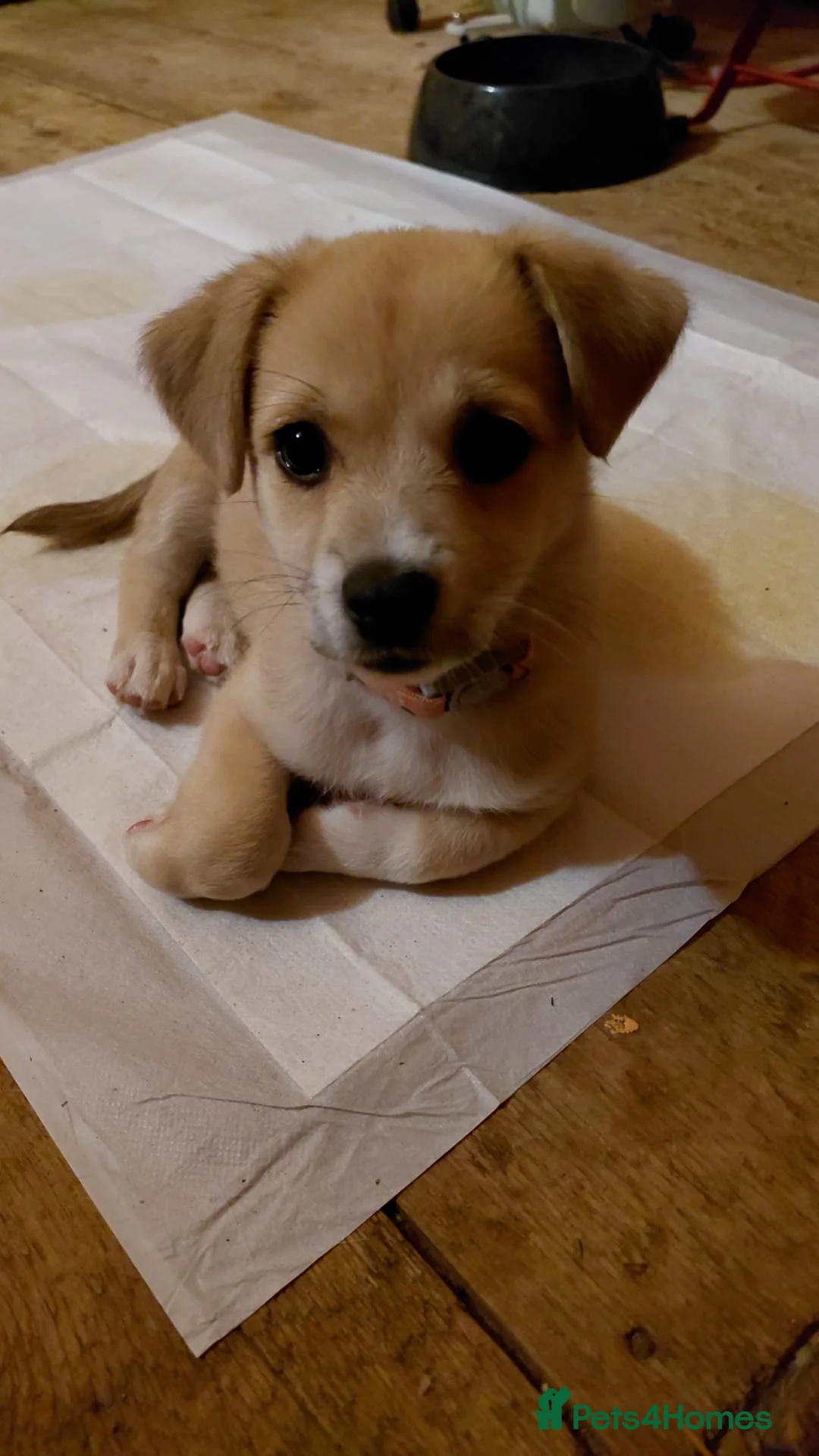 Mixed Breed dogs for adoption: 🌸Little HARA🌸- gentle, grateful and full of love - Advert 24