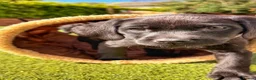 Labrador Retriever dogs for sale: Exceptional KC Reg Labrador Puppies For Sale! - Advert 5