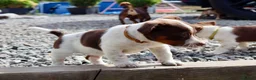 Jack Russell dogs for sale: Mini Jack Russel Terriers - Advert 17