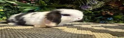 Mini Lop rabbits for sale: 🐰Pure breed mini lops ready to go 🐰 - Advert 17