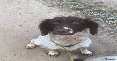 English Springer Spaniel dogs - Advert 8