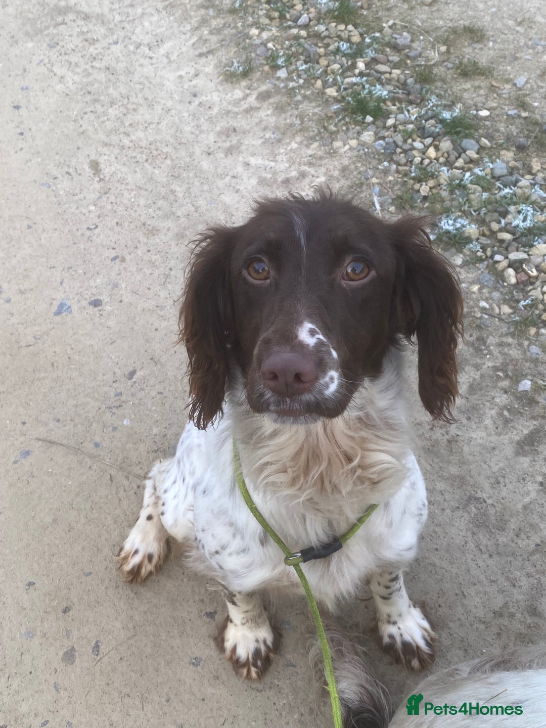 English Springer Spaniel dogs for sale: 2 1/2 year old Springer Bitch - Image 3