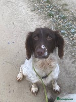 English Springer Spaniel dogs - Advert 4