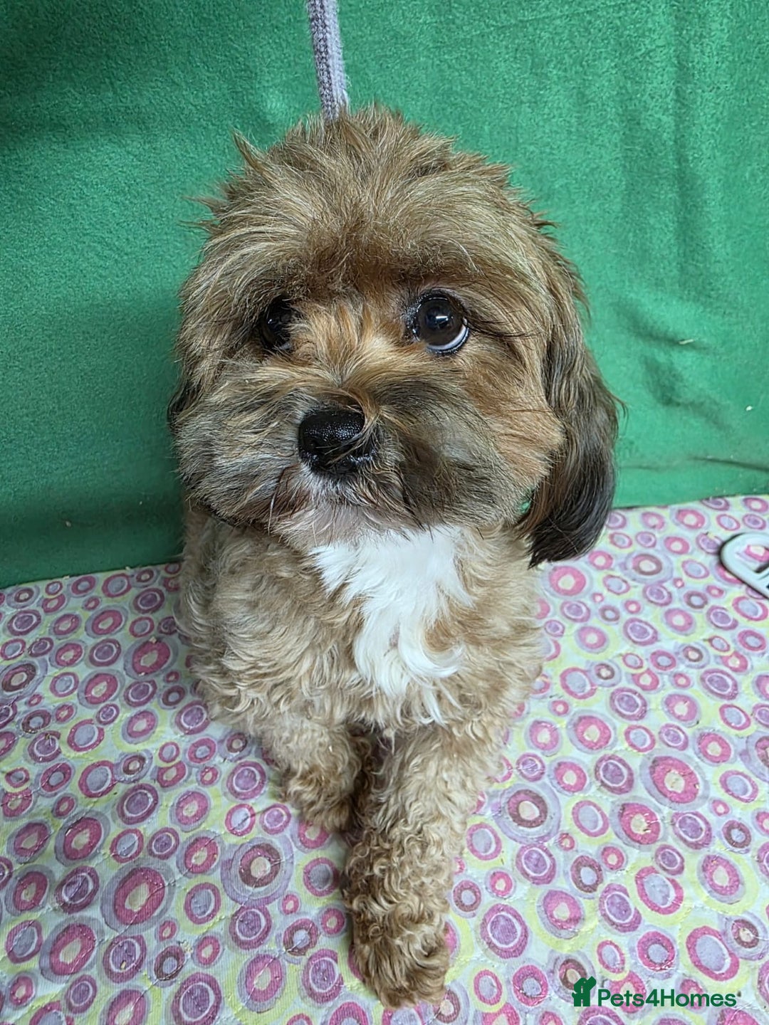 Cavapoo dogs for adoption: PIPPA – Cavapoo (Female) - Advert 2