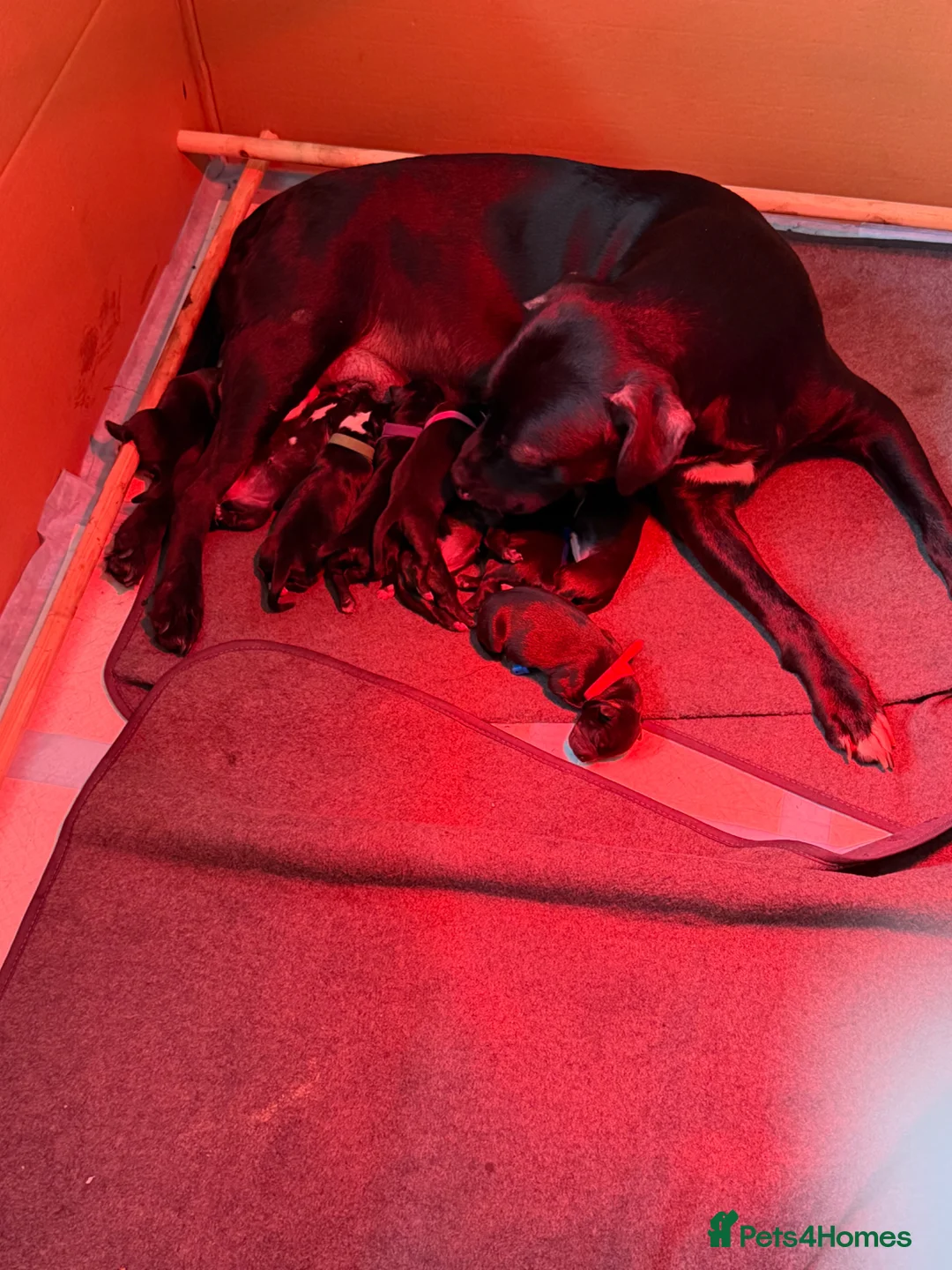 Mixed Breed dogs for sale: Puppies for sale  - Advert 2