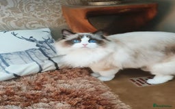 Ragdoll cats for sale: Last beautiful Snowleopard boy available  - Image 7