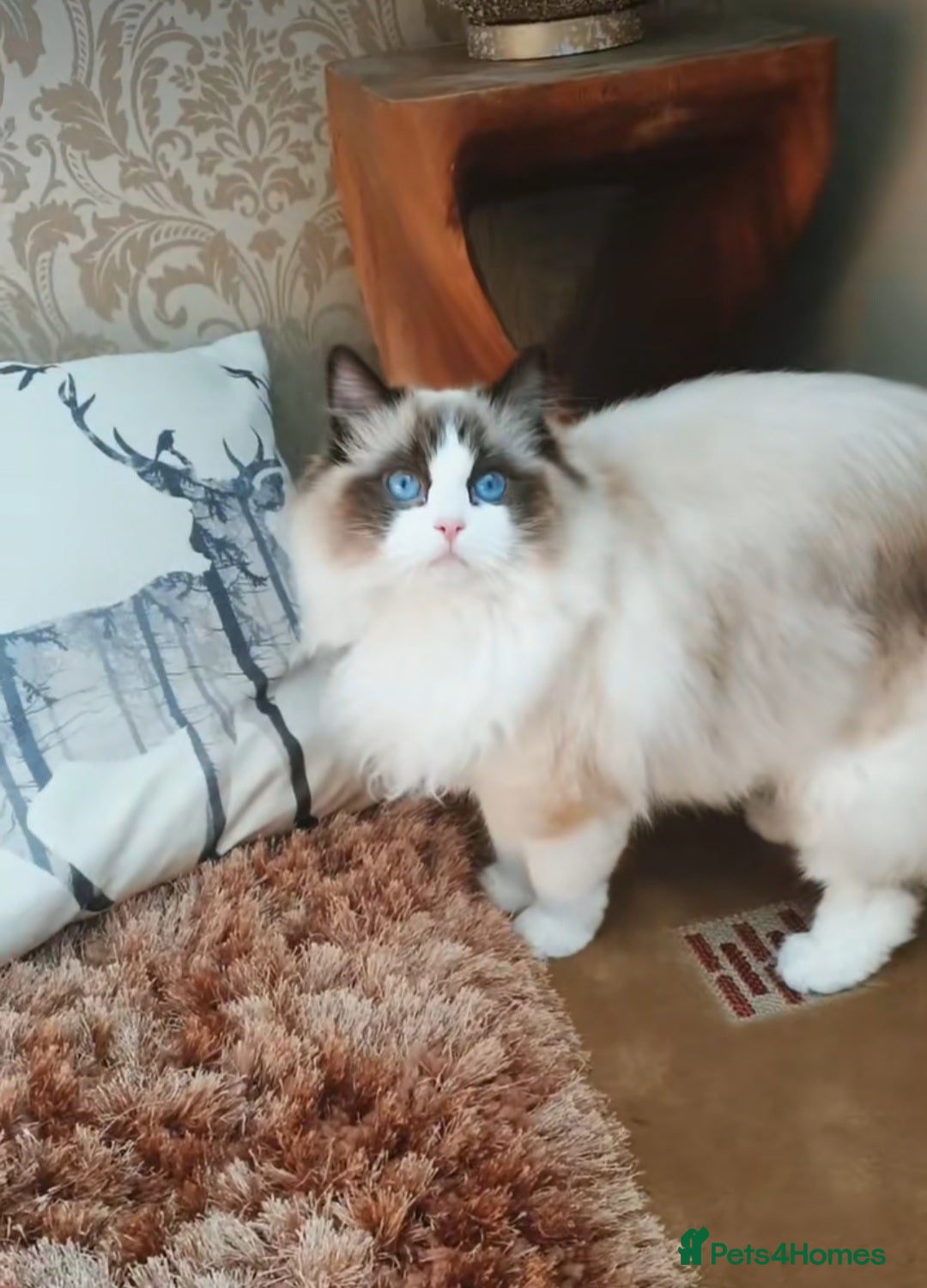 Ragdoll cats for sale: Last beautiful Snowleopard boy available  - Image 7
