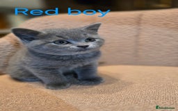 British Shorthair cats for sale: British shorthair kittens  - Image 7