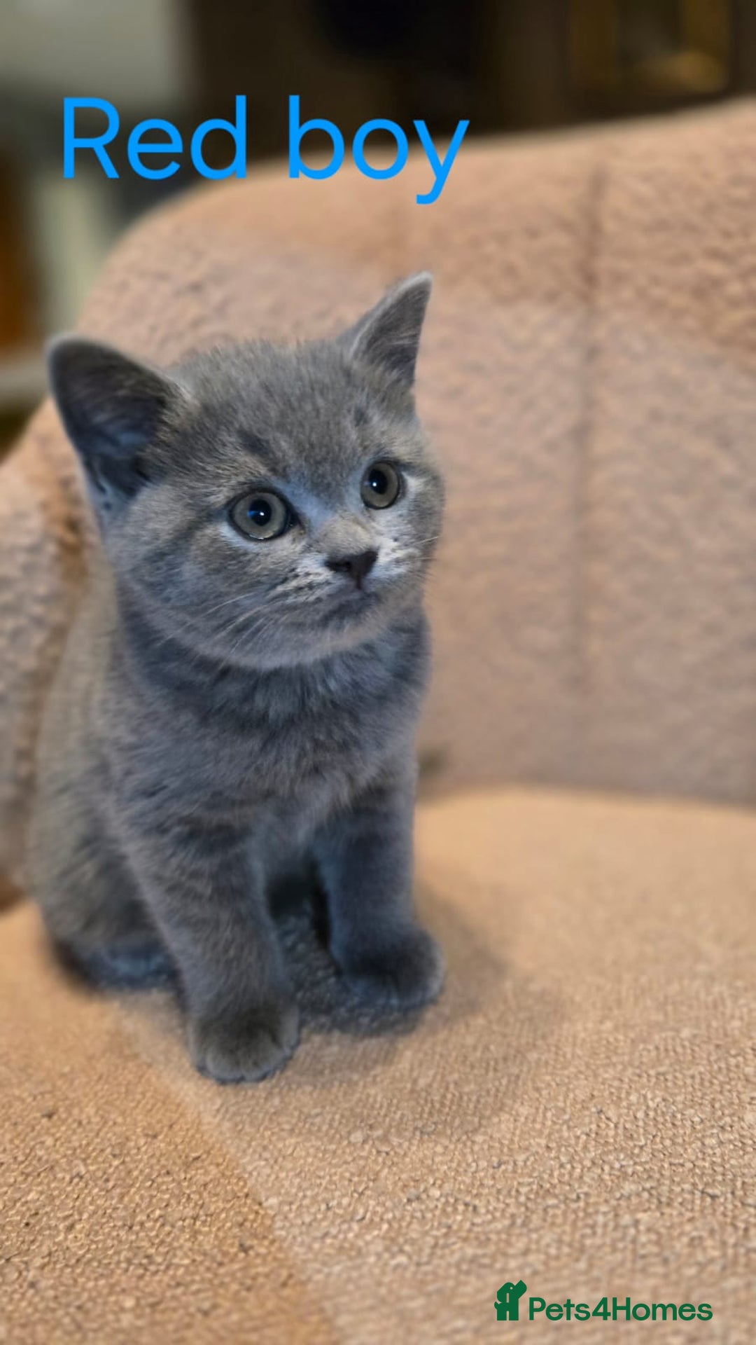 British Shorthair cats for sale: British shorthair kittens  - Image 7