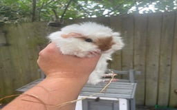 Guinea Pig rodents for sale: Peruvian cross Silkie baby gunieapigs  - Image 11
