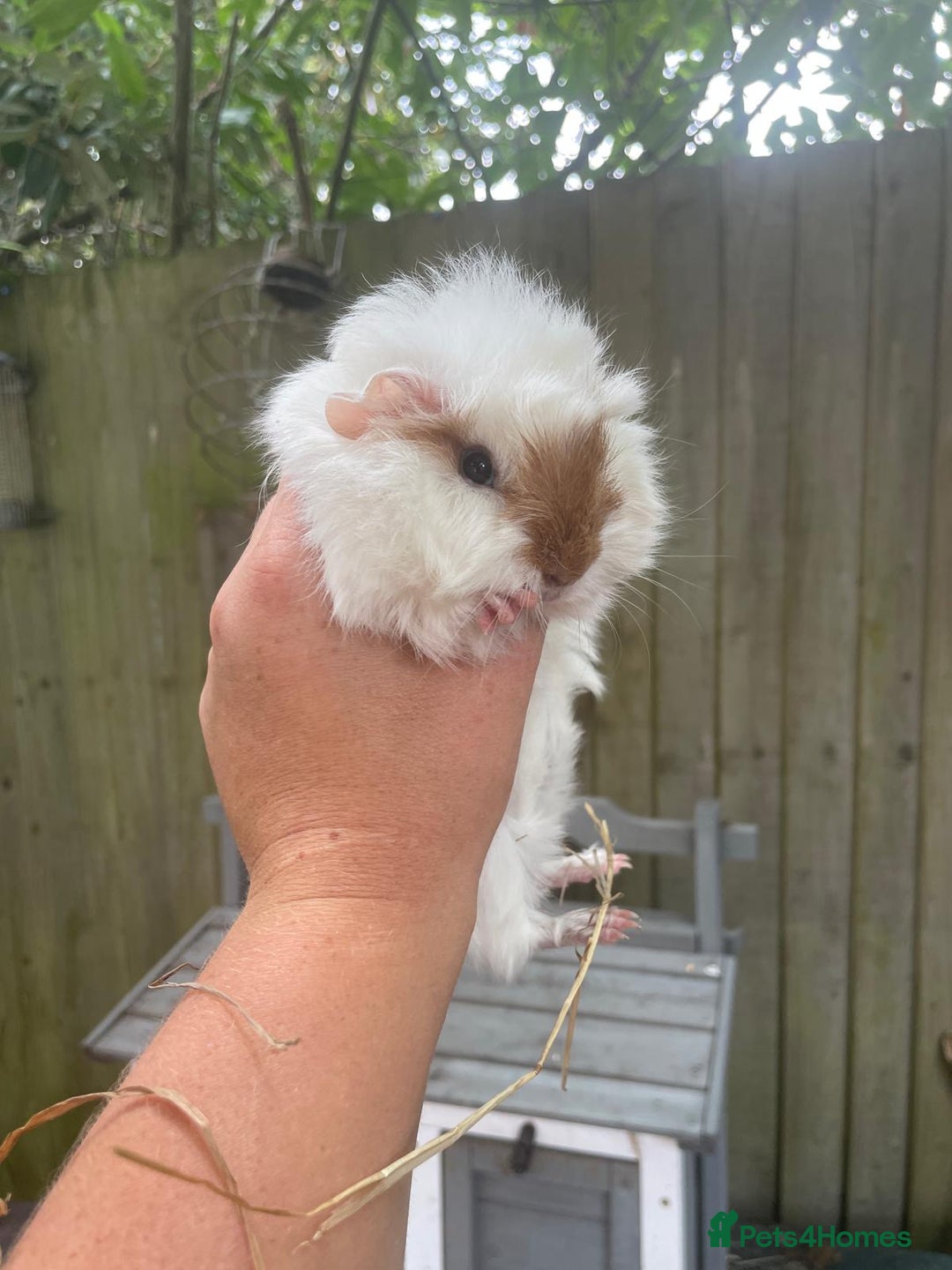 Guinea Pig rodents for sale: Peruvian cross Silkie baby gunieapigs  - Image 11
