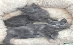 Mixed Breed cats for sale: BEAUTIFUL FLUFFY GREY KITTENS   - Image 18