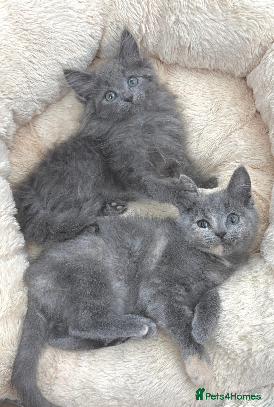 Mixed Breed cats for sale: BEAUTIFUL FLUFFY GREY KITTENS   - Image 18