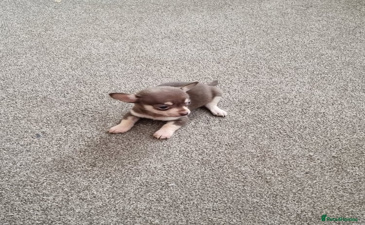 Chihuahua dogs - Advert 8