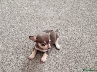 Chihuahua dogs - Advert 9