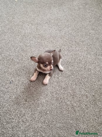 Chihuahua dogs - Advert 8