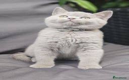 British Shorthair cats for sale: LAST GCCF British Shorthair Kittens Champion - Image 3