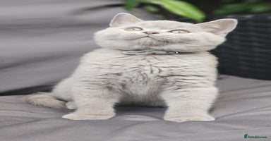British Shorthair cats - Advert 6