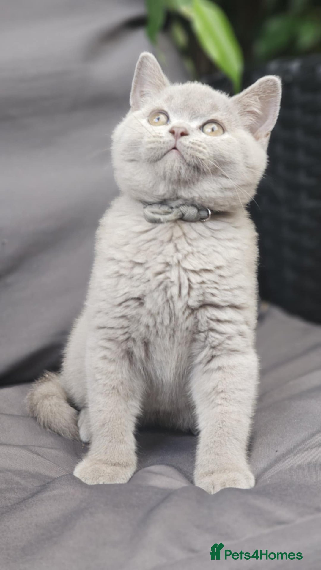 British Shorthair cats for sale: LAST GCCF British Shorthair Kittens Champion - Image 3