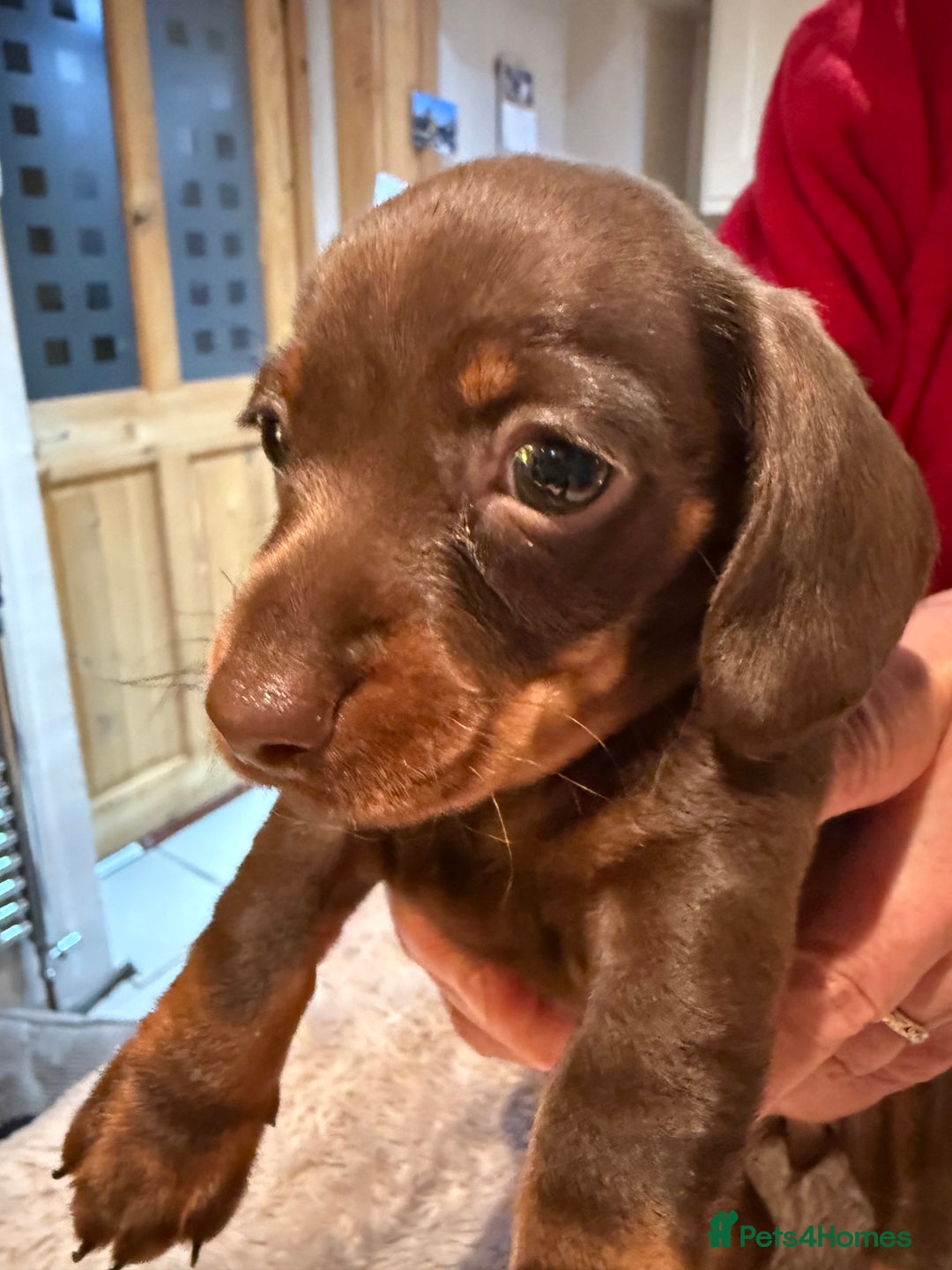 Miniature Dachshund dogs for sale: Miniature Dachshund puppies for sale - Advert 17