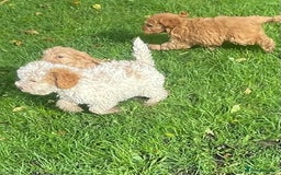 Cockapoo dogs for sale: Red Cockapoo puppies for sale - Image 12