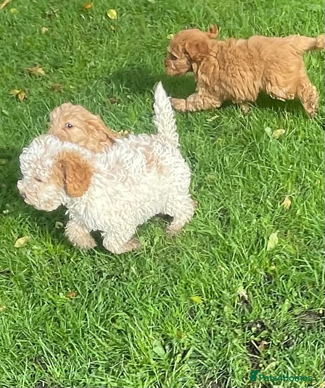 Cockapoo dogs for sale: Red Cockapoo puppies for sale - Image 12