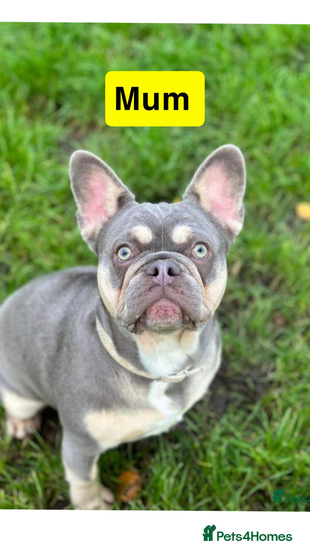 French Bulldog dogs for sale: Frenchie puppies - Advert 1