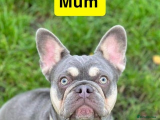 French Bulldog dogs Frenchie puppies - Advert 1