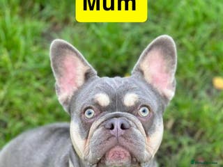 French Bulldog dogs Frenchie puppies - Advert 16