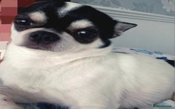 Chihuahua dogs for sale: Chihuahua Male 4years old  - Image 4