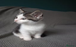 Mixed Breed cats for sale: Gorgeous Ragdoll/Chinchilla Persian kittens  - Image 5