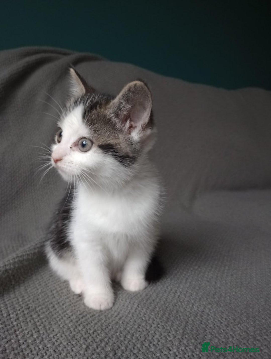 Mixed Breed cats for sale: Gorgeous Ragdoll/Chinchilla Persian kittens  - Image 5