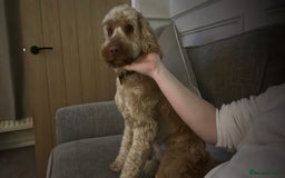 Cockapoo dogs for sale: Apricot cockapoo  - Image 1