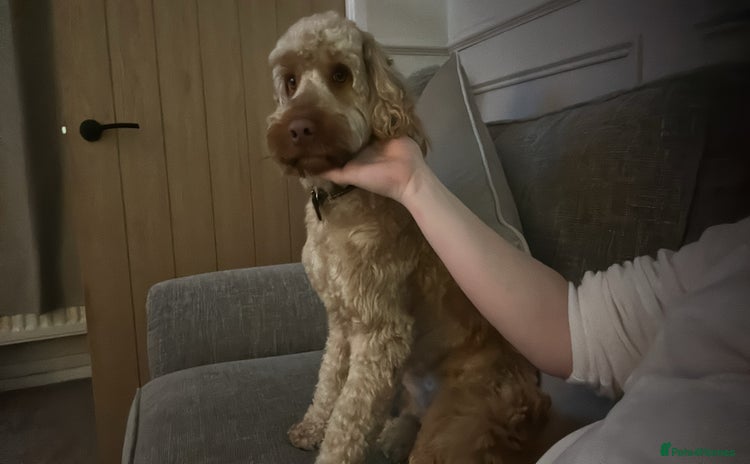 Cockapoo dogs - Advert 1