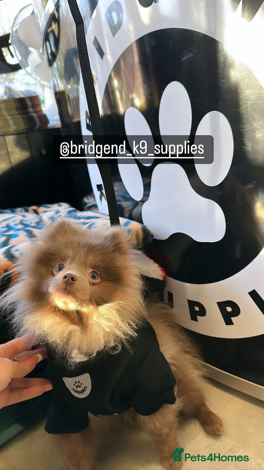 Pomeranian dogs for stud: TINY lilac Russian Pom  in Bridgend - Advert 4