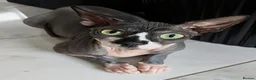 Sphynx cats for sale: Female sphinx for sale - Advert 2