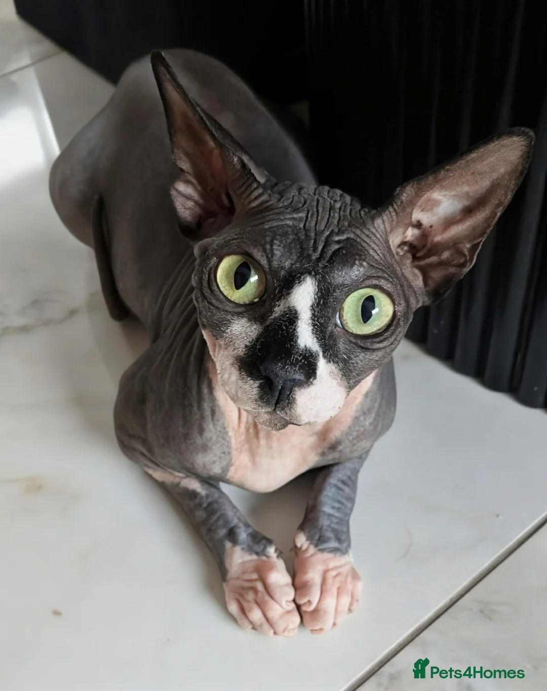 Sphynx cats for sale: Female sphinx for sale - Advert 2