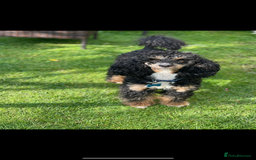 Poodle dogs for stud: GORGEOUS PHANTOM POODLE STUD  - Image 1