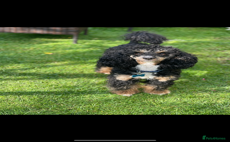 Poodle dogs - Advert 2