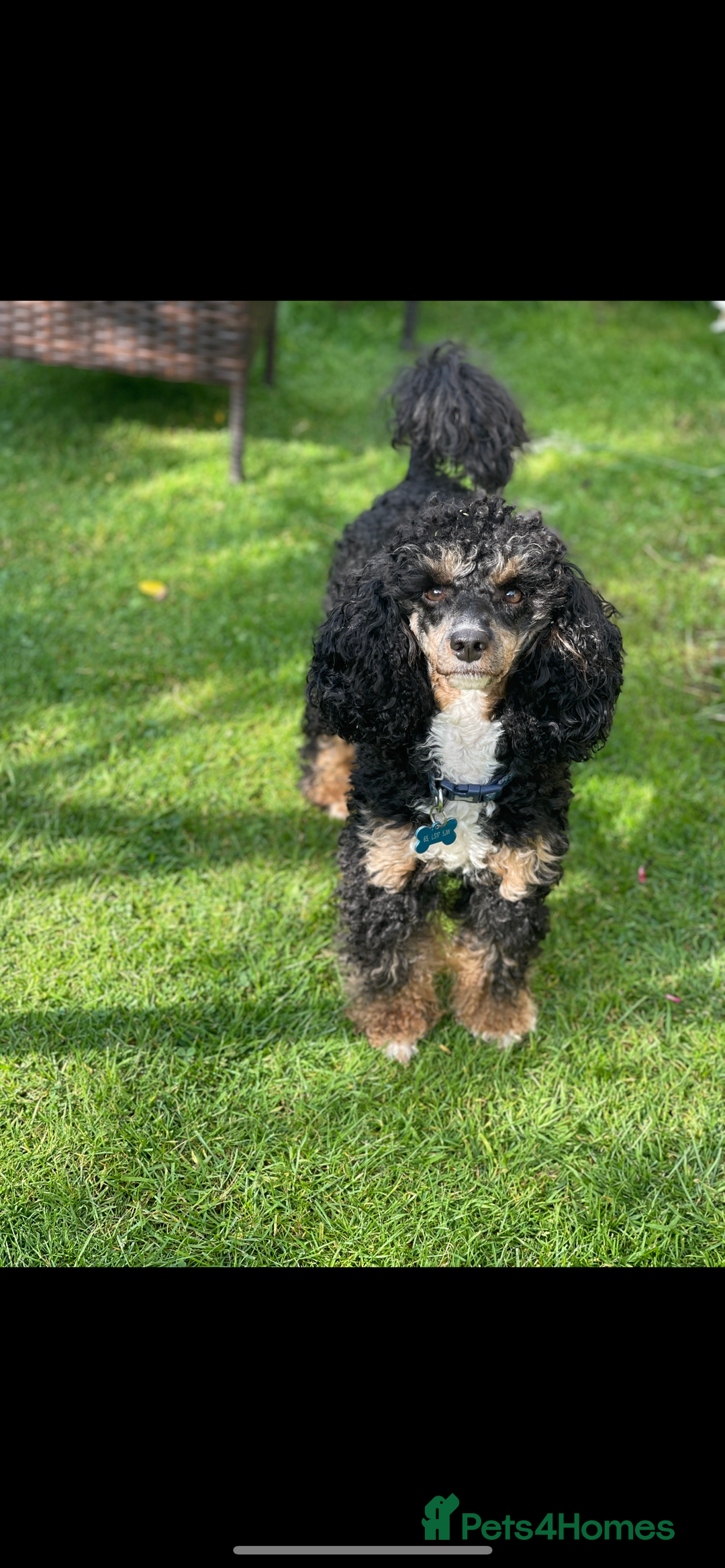 Poodle dogs for stud: GORGEOUS PHANTOM POODLE STUD  - Image 1