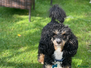 Poodle dogs - Advert 1