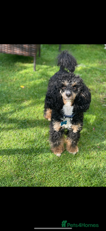 Poodle dogs GORGEOUS PHANTOM POODLE STUD - Advert 2